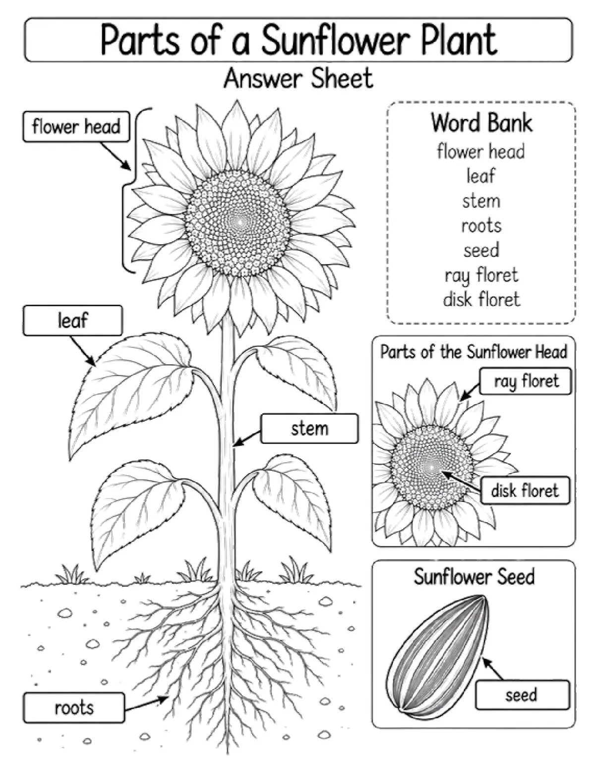 Free Parts of a Sunflower Answer Key